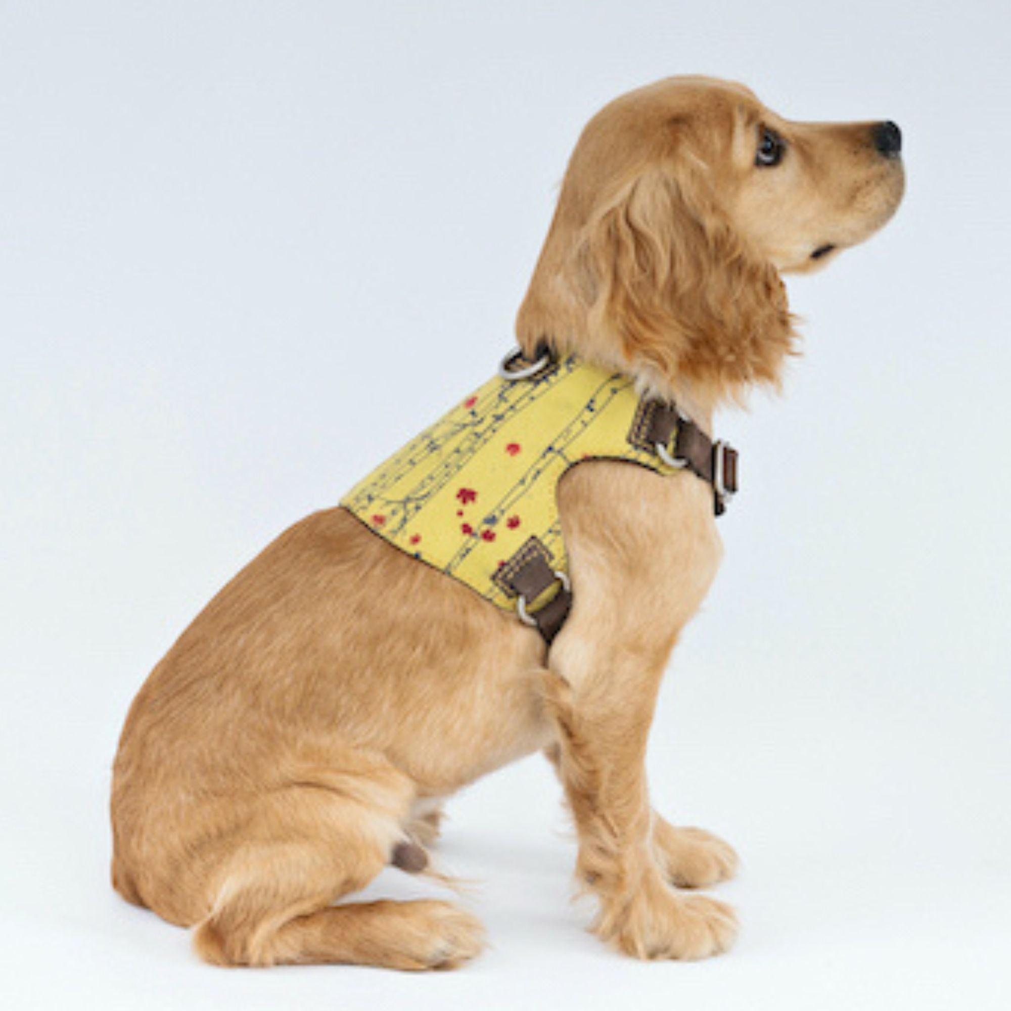 Why I Couldn’t Find the Dog Harness I Wanted